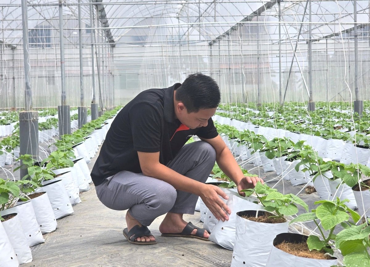 Ông Hồ Việt Hoàn - Giám đốc HTX Hoàng Nam Phát đang kiểm tra sự sinh trưởng của dưa lưới vụ đông, phục vụ xuất khẩu. Ảnh: Đinh Mười.