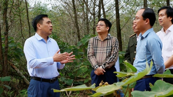 Lâm nghiệp Việt Nam: 80 năm giữ 'lá phổi xanh' và tạo dựng thịnh vượng