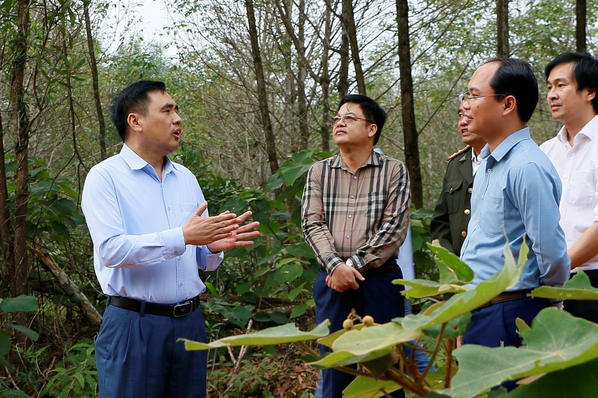 Thứ trưởng Nguyễn Quốc Trị kiểm tra rừng trồng nguyên liệu. Ảnh: Cục LN&KL.
