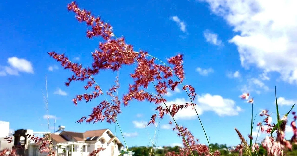 Cao nguyên mùa gió biếc