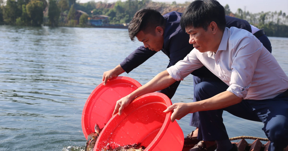 Thả hơn 120.000 con cá giống tái tạo nguồn lợi thủy sản hồ Thác Bà