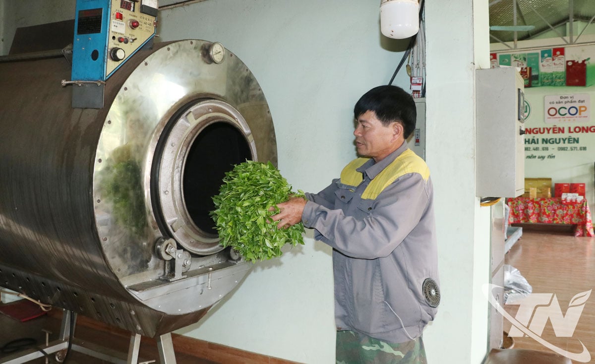 Nguyen Long Tea Cooperative (Tan Cuong commune) received financial support to invest in 1 automatic tea packaging machine and 1 gas-powered tea roasting machine.