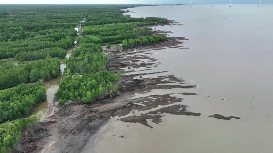 Cà Mau: Mất khoảng 6.200 ha đất và rừng phòng hộ ven biển