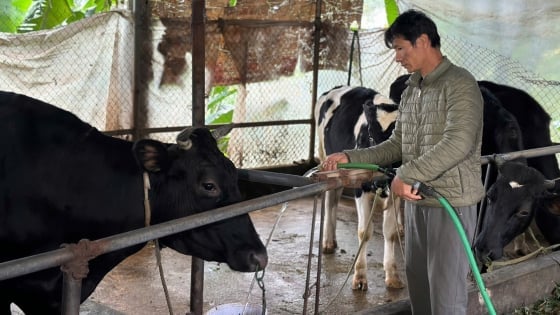 Ké Mới - điểm sáng mới về chăn nuôi bò sữa nông hộ