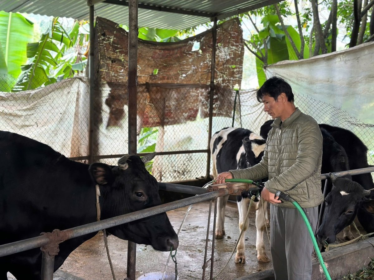 គំរូនៃការចិញ្ចឹមទឹកដោះគោកំពុងនាំមកនូវប្រភពចំណូលដែលមានស្ថេរភាពដល់គ្រួសារជាច្រើនទៀតនៅក្នុង Ke Moi ។ រូបថត៖ Nguyen Thuy។ Mô hình chăn nuôi bò sữa đang mang lại nguồn thu ổn định cho nhiều hộ khác ở Ké Mới. Ảnh: Nguyễn Thủy.