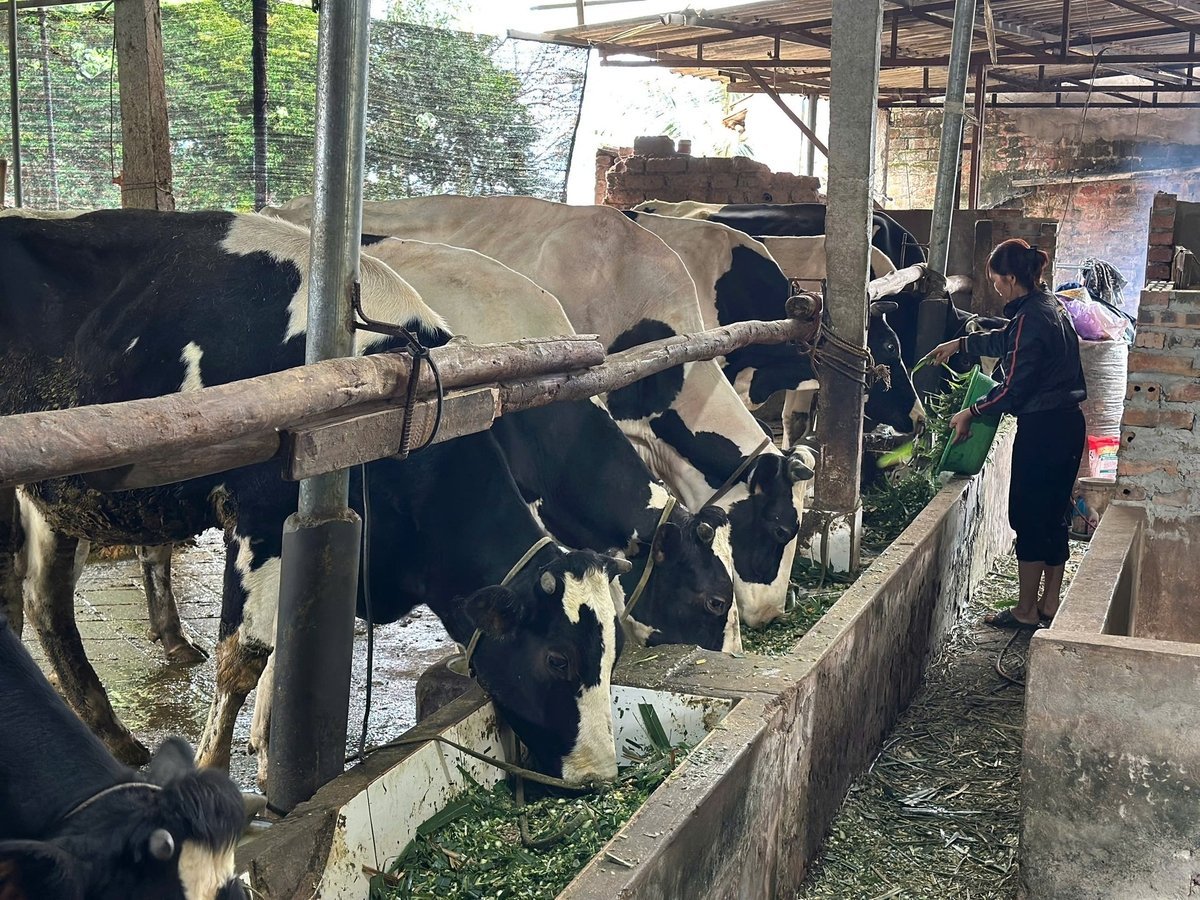 គំរូនៃការចិញ្ចឹមគោទឹកដោះគោនៅ Ke Moi ជាពិសេសនិង Suoi Hai ជាទូទៅកំពុងបង្ហាញឱ្យឃើញនូវប្រសិទ្ធភាពយ៉ាងច្បាស់៖ ប្រាក់ចំណូលមានស្ថិរភាព ជីវភាពរស់នៅប្រកបដោយនិរន្តរភាព បរិស្ថានការពារ និងសេដ្ឋកិច្ចជនបទរីកចម្រើន។ រូបថត៖ Truong Giang។ Mô hình chăn nuôi bò sữa tại Ké Mới nói riêng và Suối Hai nói chung đang chứng minh hiệu quả rõ rệt: thu nhập ổn định, sinh kế bền vững, môi trường được bảo đảm, kinh tế nông thôn khởi sắc. Ảnh: Trường Giang.