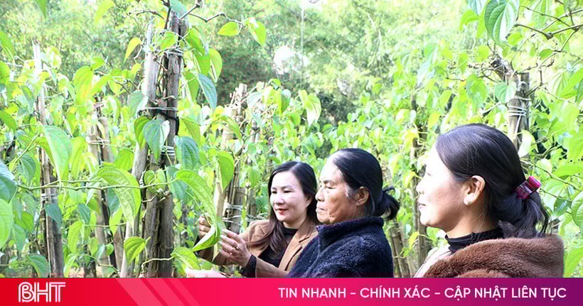Đưa trầu không Thạch Khê tham gia vào các ngành mỹ phẩm, dược phẩm