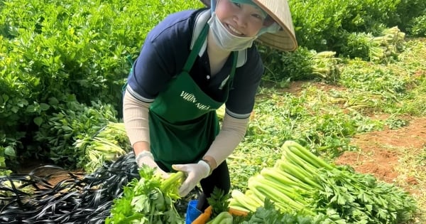 Áp lực 'kép' khiến thị trường rau biến động mạnh