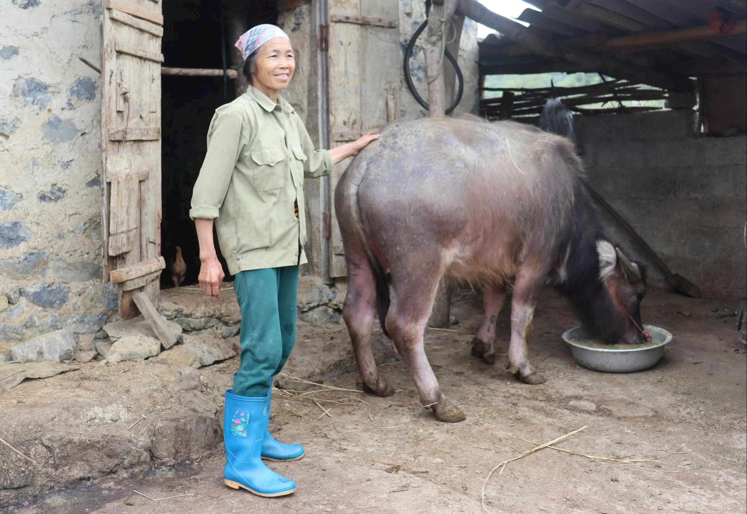 model hodowli bawołów w Cao Bang