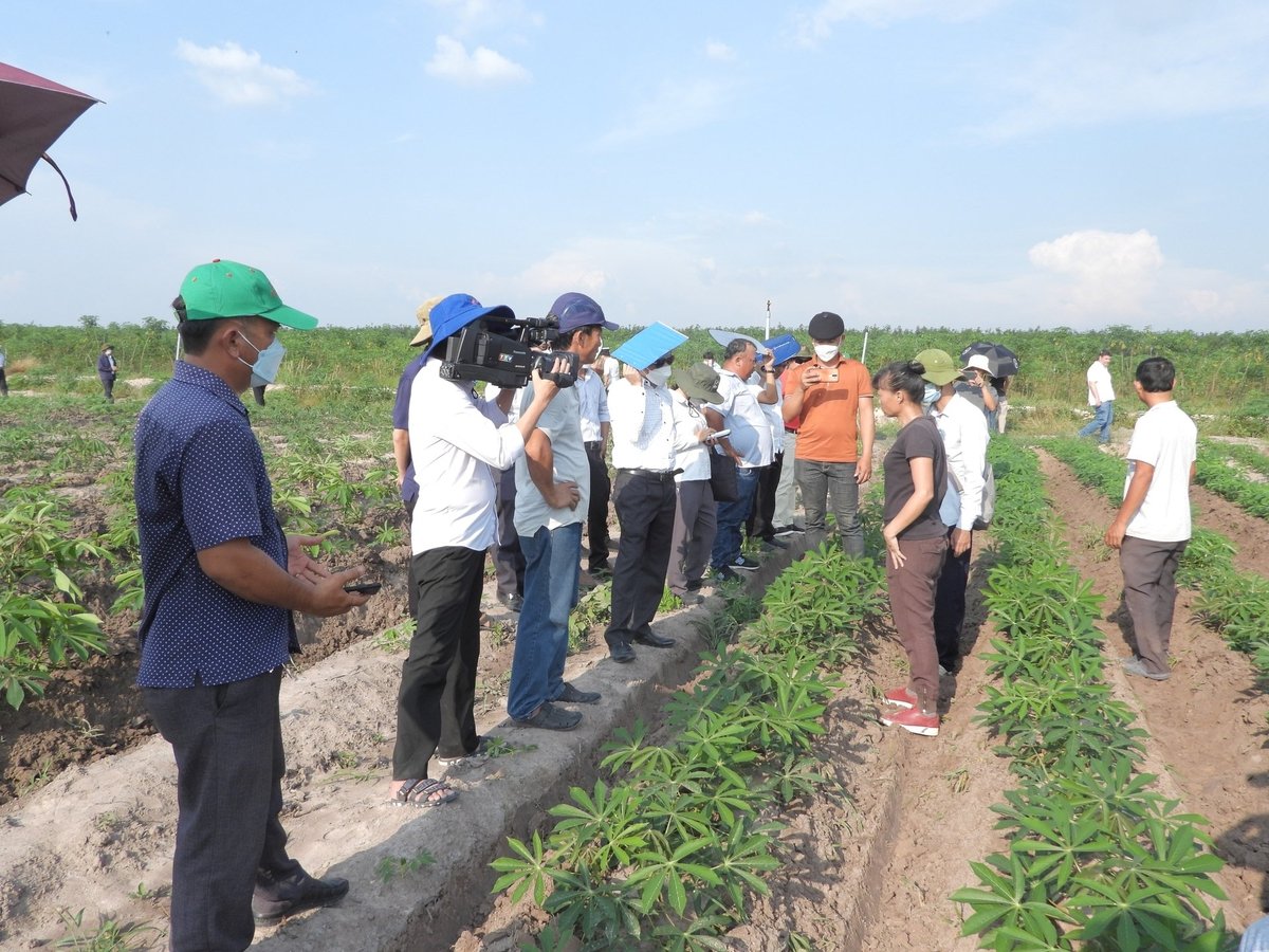 O Serviço de Extensão Agrícola de Tay Ninh coopera com institutos, escolas e organizações internacionais para testar novas variedades de mandioca em Tay Ninh. Foto: Tran Trung. Khuyến nông Tây Ninh phối hợp với các viện, trường và tổ chức quốc tế khảo nghiệm giống sắn mới trên đất Tây Ninh. Ảnh: Trần Trung.