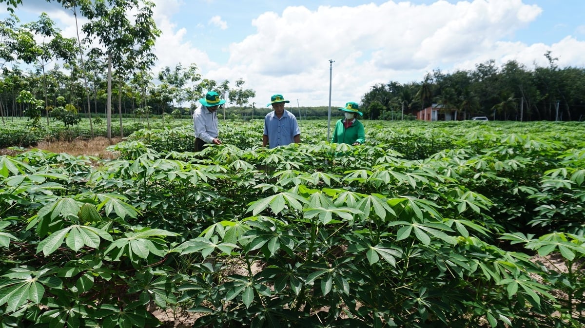 Graças a um sólido conhecimento, os agricultores de Tay Ninh dominaram as técnicas de cultivo sustentável da mandioca. Foto: Tran Trung. Nhờ nắm vững thông tin, nông dân Tây Ninh làm chủ kỹ thuật canh tác sắn bền vững. Ảnh: Trần Trung.