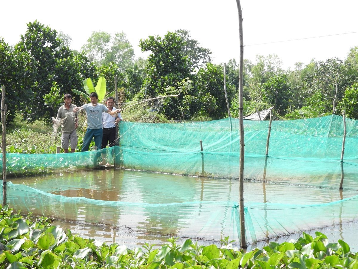 Técnicos de extensão rural orientam as pessoas na construção de um modelo de aquicultura em um contexto natural. Foto: Tran Trung. Cán bộ khuyến nông hướng dẫn người dân xây dựng mô hình nuôi trồng thủy sản theo hướng thuận thiên. Ảnh: Trần Trung.
