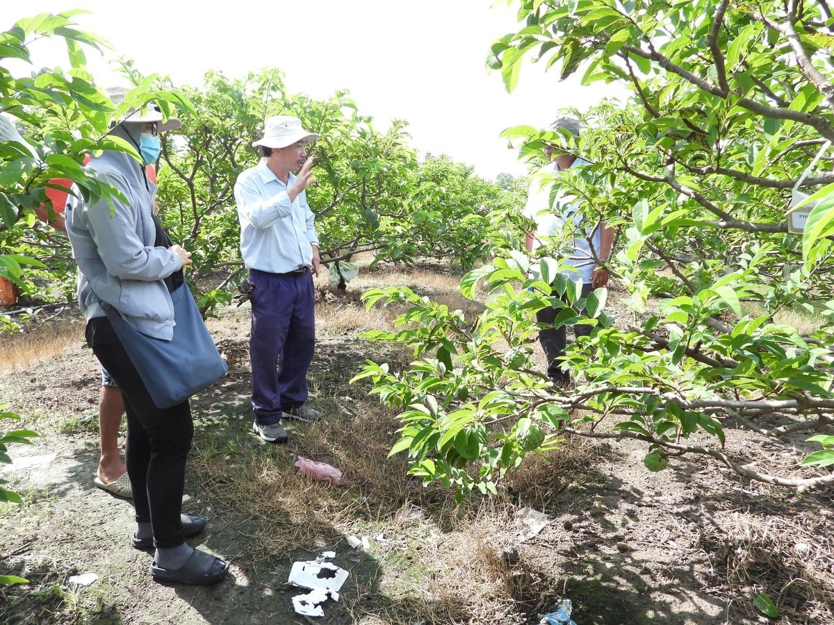 O Serviço de Extensão Agrícola de Tay Ninh está perto das pessoas, perto dos campos, acompanhando os agricultores. Foto: Tran Trung. Khuyến nông Tây Ninh gần dân, sát ruộng, đồng hành cùng nông dân. Ảnh: Trần Trung.