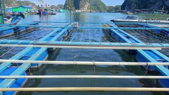 Hải Phòng xử nghiêm vi phạm bảo vệ động vật hoang dã, nguồn lợi thủy sản