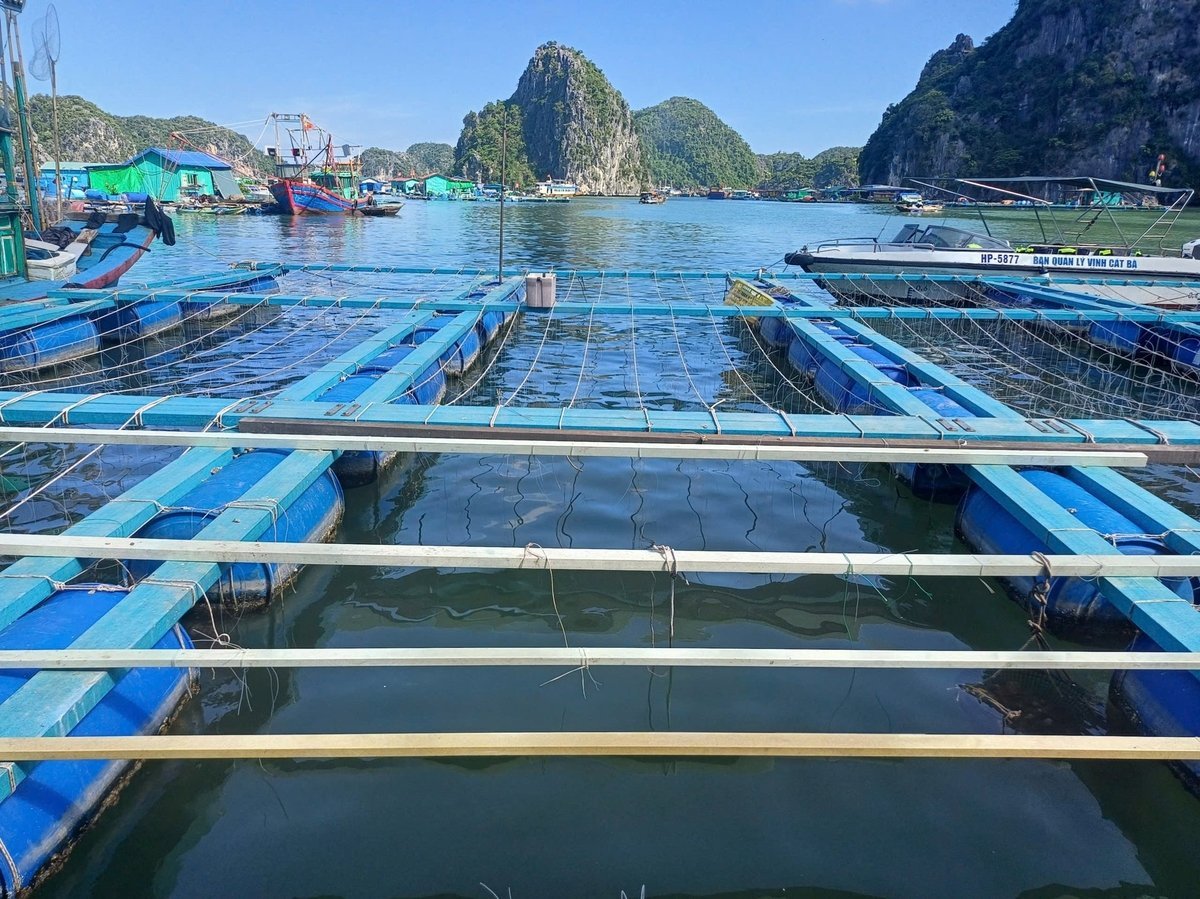 Lồng bè nuôi thủy sản tại Cát Bà, thành phố Hải Phòng. Ảnh: Hoàng Phong.