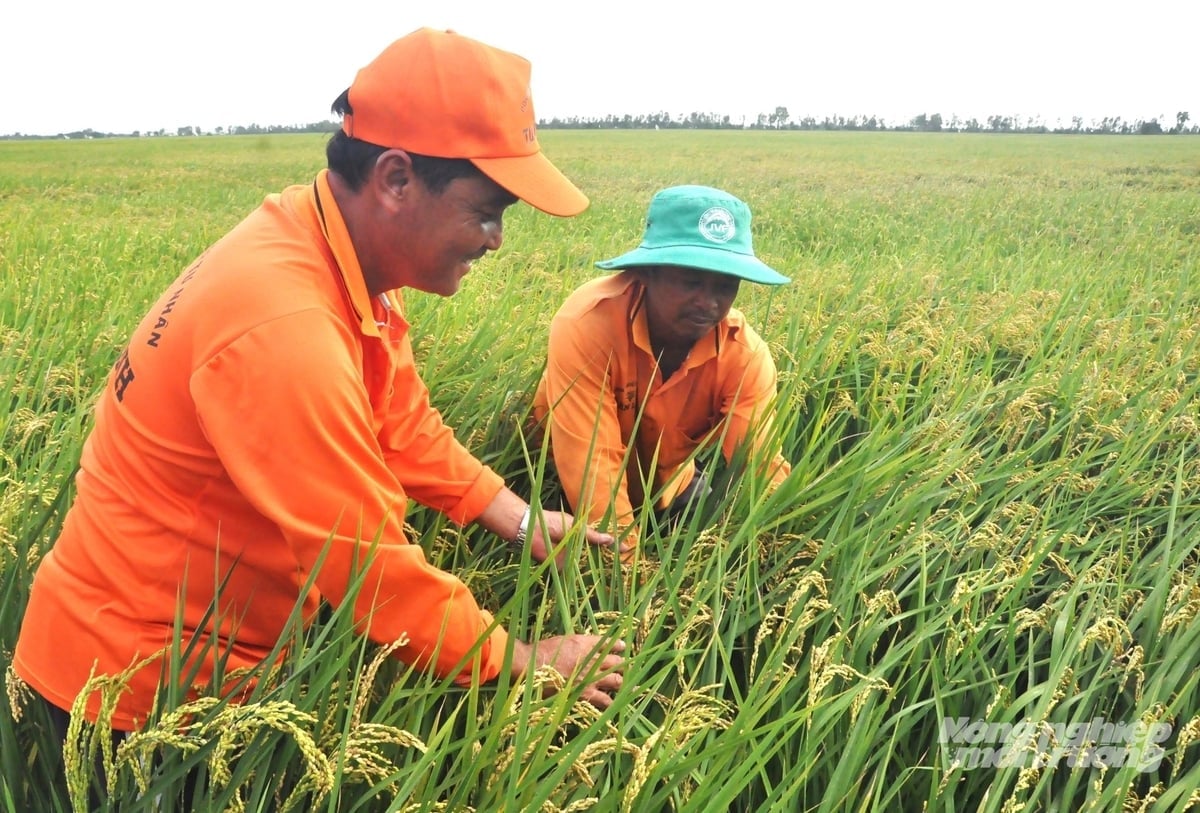 An Giang saat ini memiliki lebih dari 623.000 hektar lahan padi, dengan jadwal produksi 4 tanaman utama, total luas tanam sekitar 1,3 juta hektar, dan hasil panen 8,7-8,7 juta ton beras/tahun. Foto: Trung Chanh. An Giang hiện có hơn 623.000ha đất lúa, được bố trí lịch sản xuất với 4 vụ chính, tổng diện tích gieo trồng khoảng 1,3 triệu ha, sản lượng thu hoạch từ 8,7-8,7 triệu tấn lúa/năm. Ảnh: Trung Chánh.