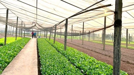 Hà Nội ủy quyền Sở NN-MT giải quyết 6 thủ tục lĩnh vực trồng trọt