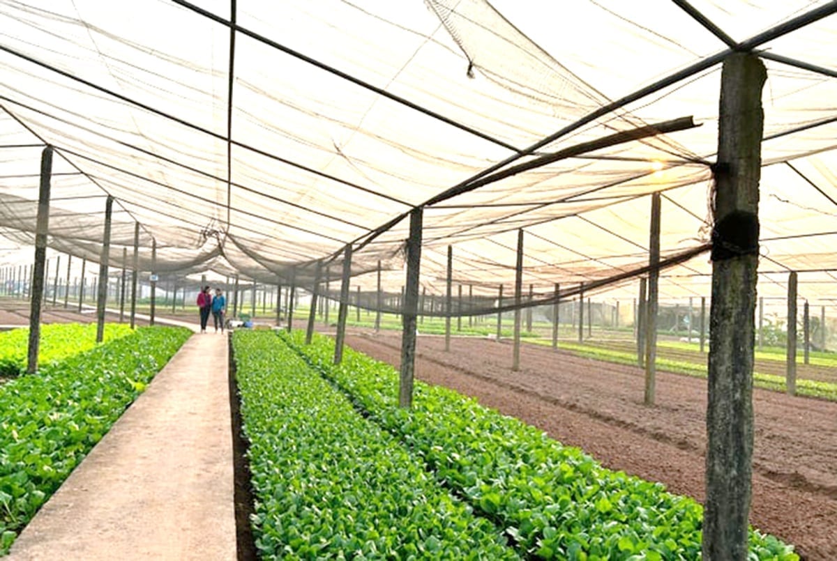Hanoi gir landbruks- og miljødepartementet i Hanoi by tillatelse til å håndtere administrative prosedyrer innen dyrking. Foto: Phuong Thao. Hà Nội ủy quyền cho Sở Nông nghiệp và Môi trường thành phố Hà Nội giải quyết thủ tục hành chính lĩnh vực Trồng trọt. Ảnh: Phương Thảo.