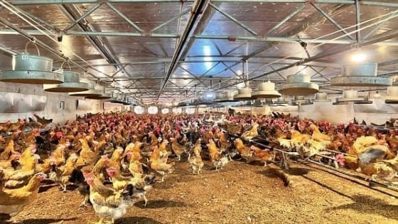 Nuôi gà bố mẹ an toàn sinh học