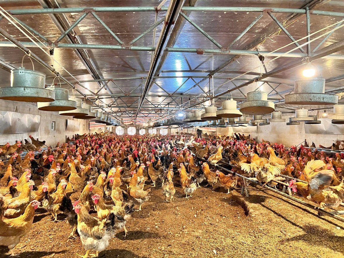 Model de creștere a găinilor cu părinții închiși, utilizat de familia domnului Lai Van Hung. Fotografie: Tien Trung. Mô hình nuôi gà bố mẹ khép kín của Gia đình ông Lại Văn Hùng. Ảnh: Tiến Trung.