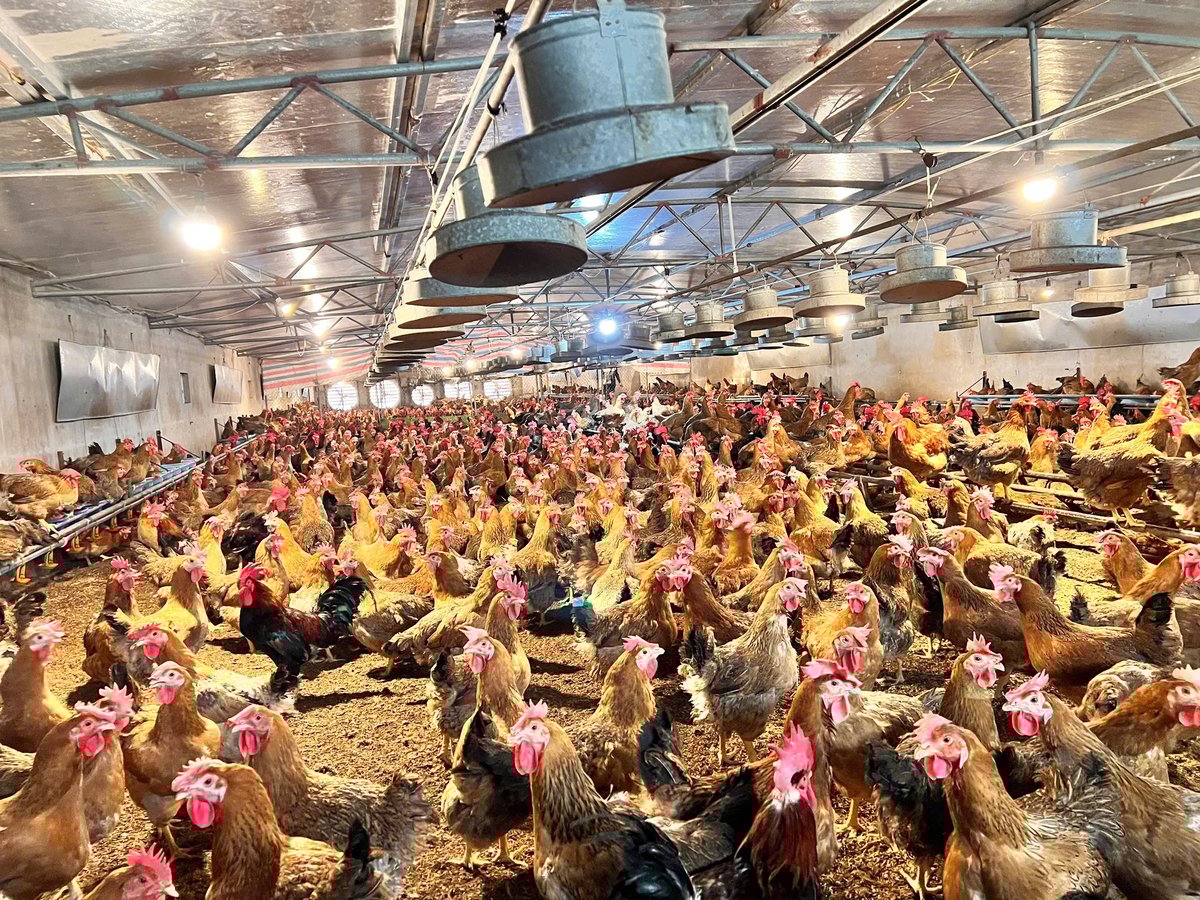 Unele gospodării au aplicat cu îndrăzneală modelul de creștere a găinilor de către părinți în locul metodei tradiționale de agricultură, deschizând o direcție mai stabilă pentru creșterea animalelor la nivel local. Foto: Tien Trung. Một số hộ mạnh dạn áp dụng mô hình nuôi gà bố mẹ thay cho cách nuôi truyền thống, mở ra hướng đi ổn định hơn cho chăn nuôi địa phương. Ảnh: Tiến Trung.