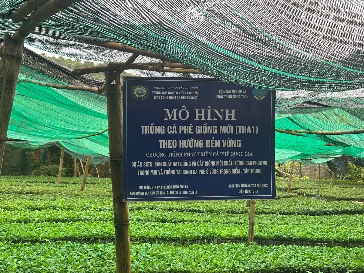 Vườn ươm cây giống cà phê THA1 của HTX Cà phê Bích Thao. Ảnh: Đức Bình.