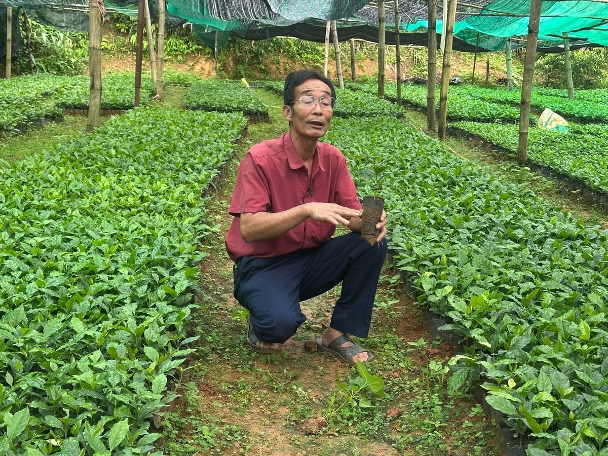 Ông Thao chia sẻ về những tiềm năng mở rộng tái canh giống cà phê THA1. Ảnh: Nguyễn Nga.