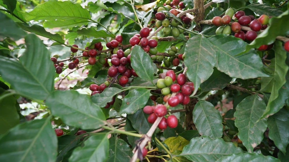 Quả tươi THA1 dài và đều, năng suất vượt trội so với giống cũ. Ảnh: Đức Bình.