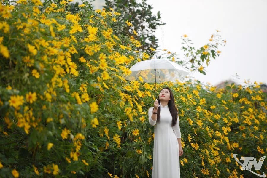 Mùa dã quỳ Tân Cương: Cơ hội hình thành sản phẩm du lịch