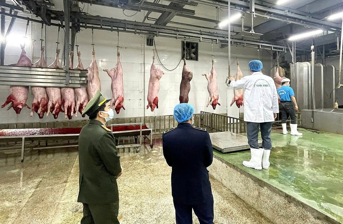 Il Dipartimento di Allevamento, Pesca e Medicina Veterinaria di Hanoi attualmente supervisiona 95 impianti di macellazione di animali a terra.