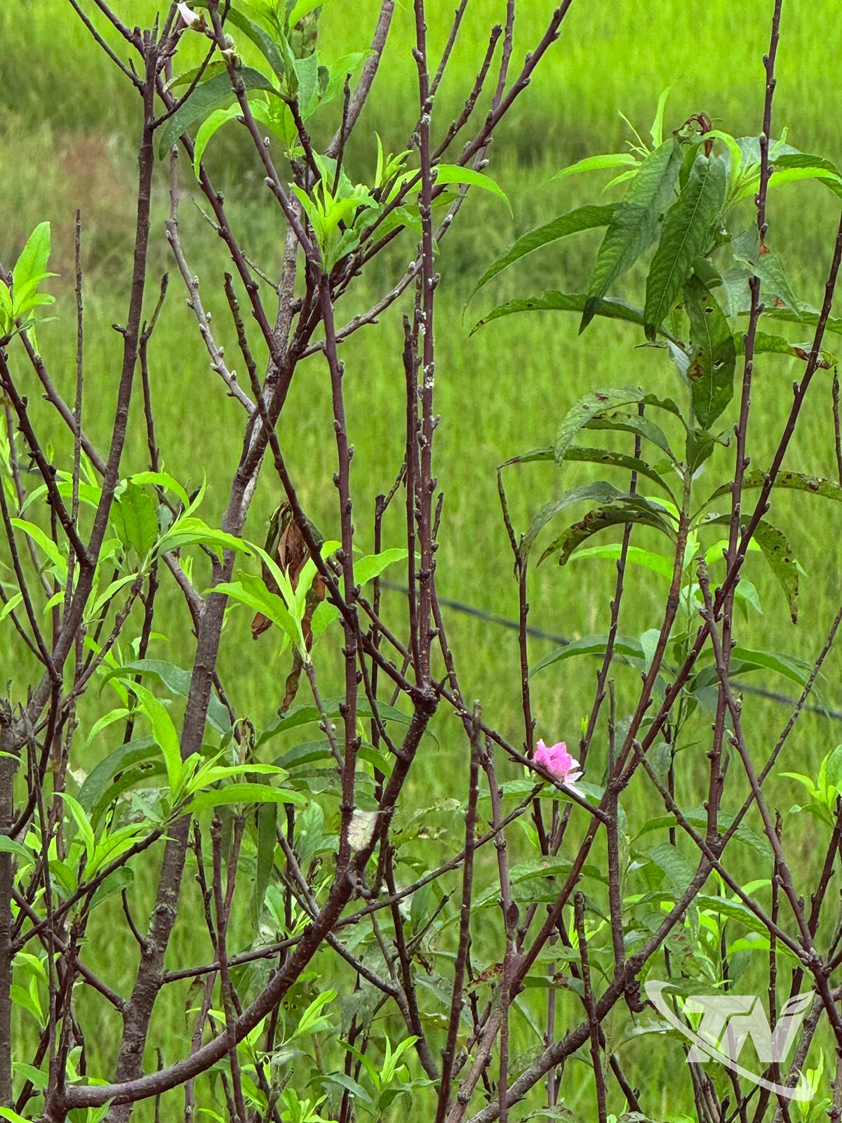 تتفتح أزهار الخوخ البري مبكرًا في قرية بينه مينه.