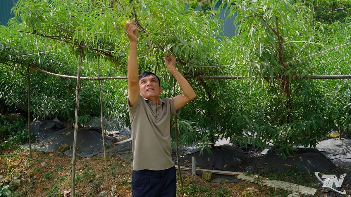 السيد لانغ كوك نهات، من قرية بينه مينه، بلدية دونغ هي، يُشكّل أشجار الخوخ.
