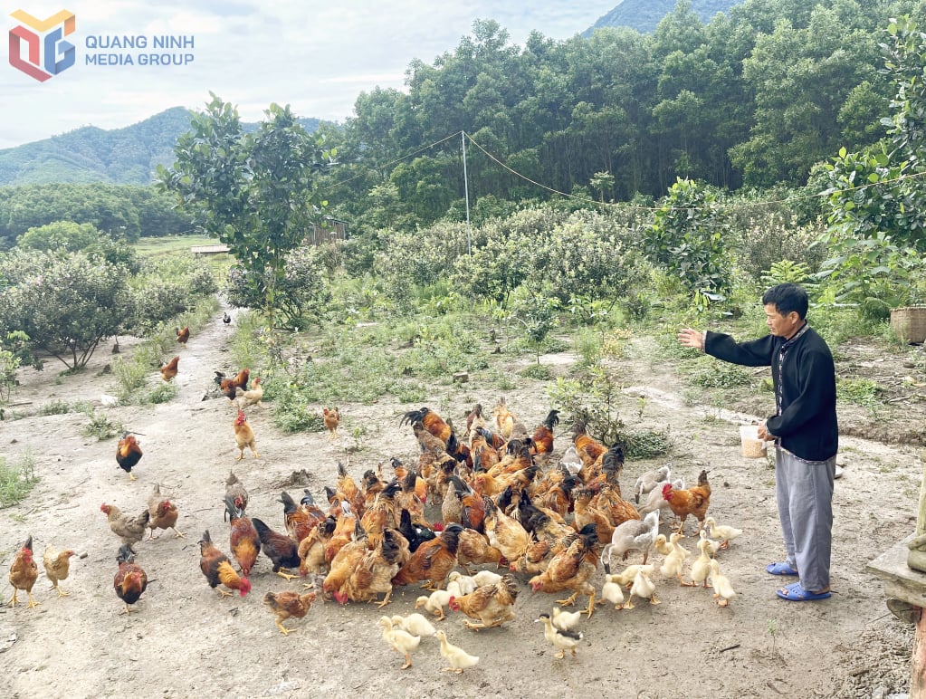 মিঃ নিনহ ভ্যান ডিনের পরিবারের (হাই সন কমিউন) তিয়েন ইয়েন মুরগি পালনের মডেল স্থিতিশীল আয় প্রদান করে।