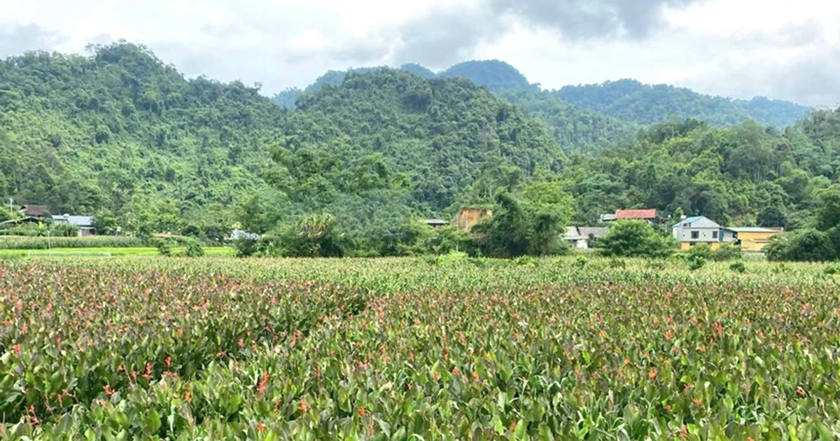 Thái Nguyên: Cây dong riềng - hướng đi mới giúp người dân Côn Minh thoát nghèo bền vững