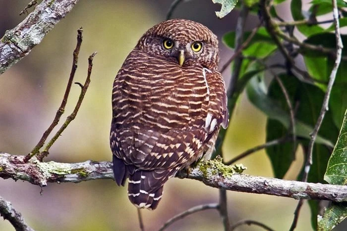 Điều khó tin về loài cú vọ Việt Nam, tí hon nhưng cực thiện chiến