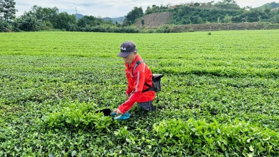 Quản lý dịch hại tổng hợp trên cây chè, năng suất và lợi nhuận tăng 15-20%