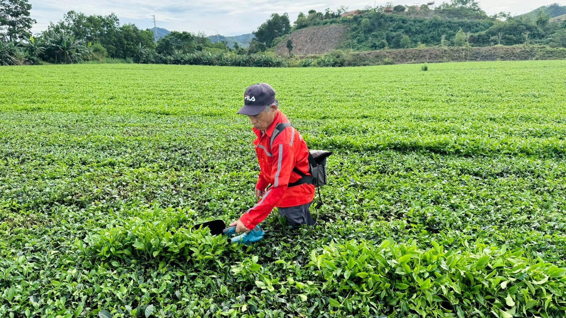 Chè là cây chủ lực trong phát triển kinh tế nông nghiệp của tỉnh Hà Tĩnh. Ảnh: Ánh Nguyệt.