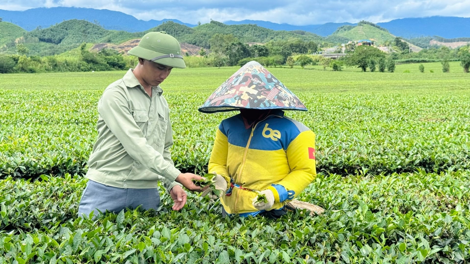 Mô hình áp dụng IPM trên cây chè giúp lượng thuốc hóa học giảm 30 - 40%, lượng phân bón vô cơ giảm 10 - 25%. Ảnh: Ánh Nguyệt.