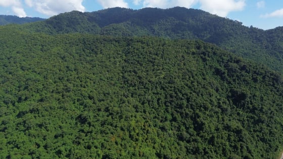 Thúc đẩy thị trường thương mại các-bon trong lâm nghiệp