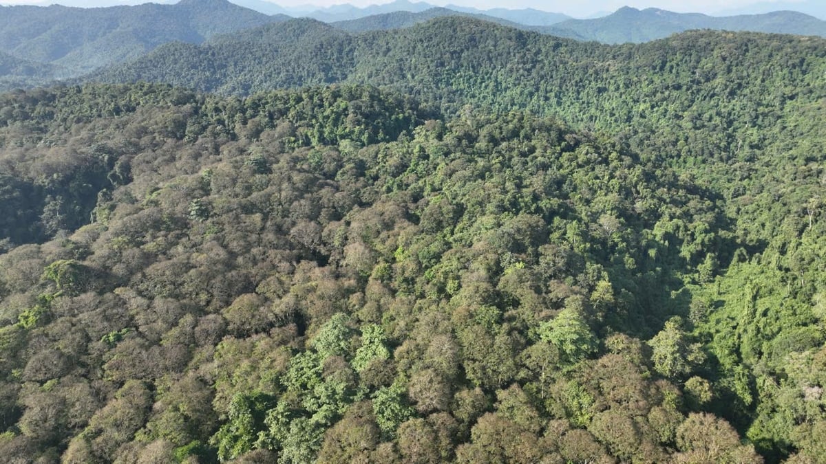 Nghệ An có diện tích rừng lớn nhất khu vưc Bắc Trung Bộ. Ảnh: Đình Tiệp.