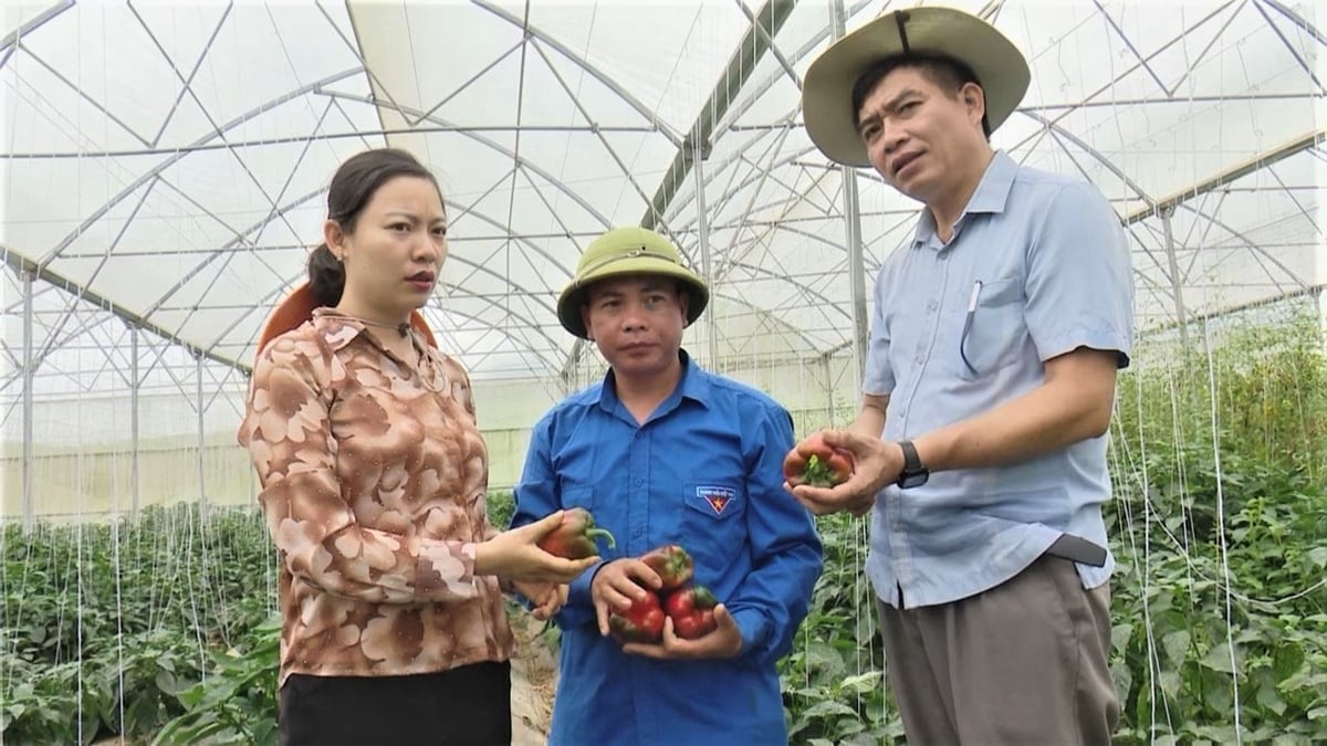 Ớt Palermo và ớt chuông ngọt là sản phẩm chủ lực của HTX Toàn Dân Tiến. Ảnh: Đức Bình.