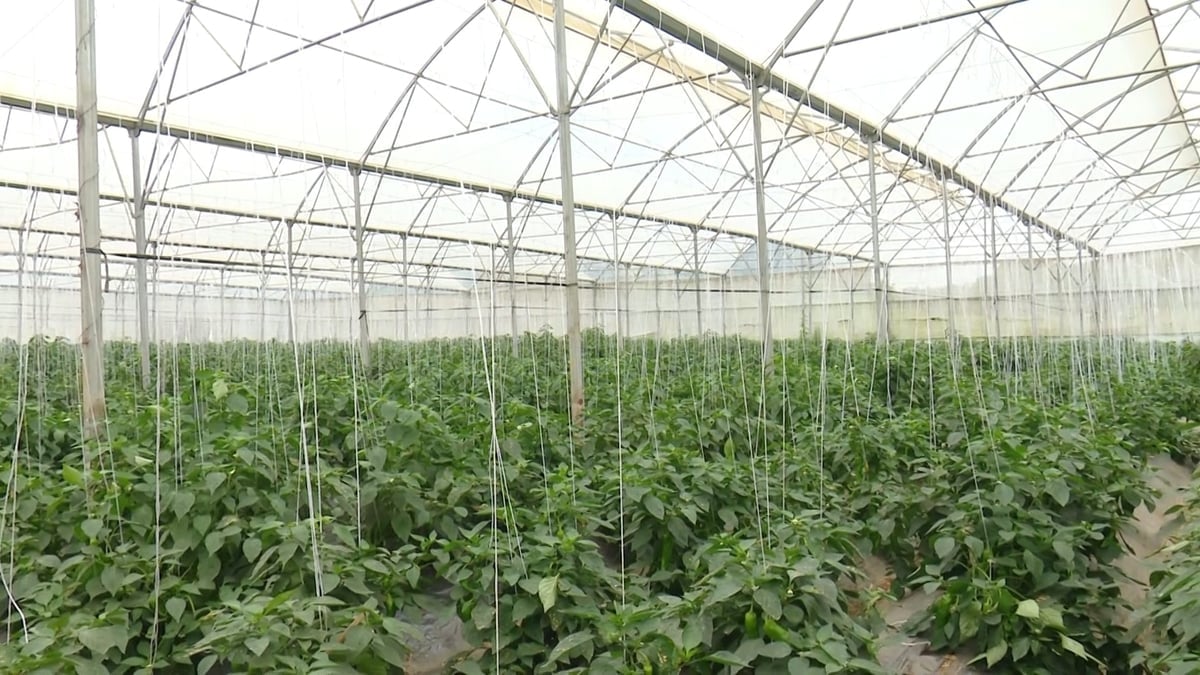 Hệ thống nhà màng của HTX Toàn Dân Tiến được đầu tư hơn 300 triệu đồng. Ảnh: Đức Bình.