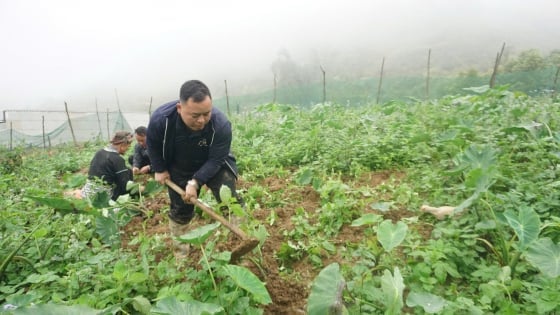 Cây khoai sọ thắp sáng vùng đất 4 mùa mây phủ