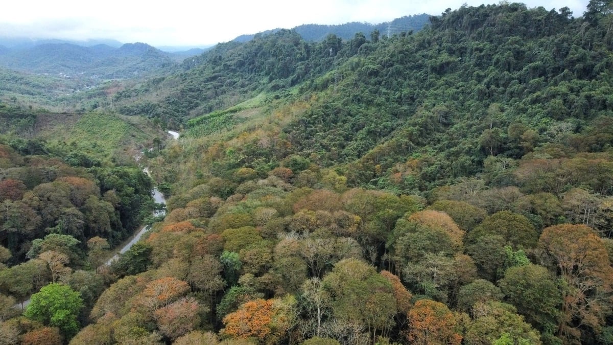 Sở hữu diện tích rừng bạt ngàn mang lại quyền lợi lớn cho đồng bào vùng cao Nghệ An. Ảnh: Việt Khánh.