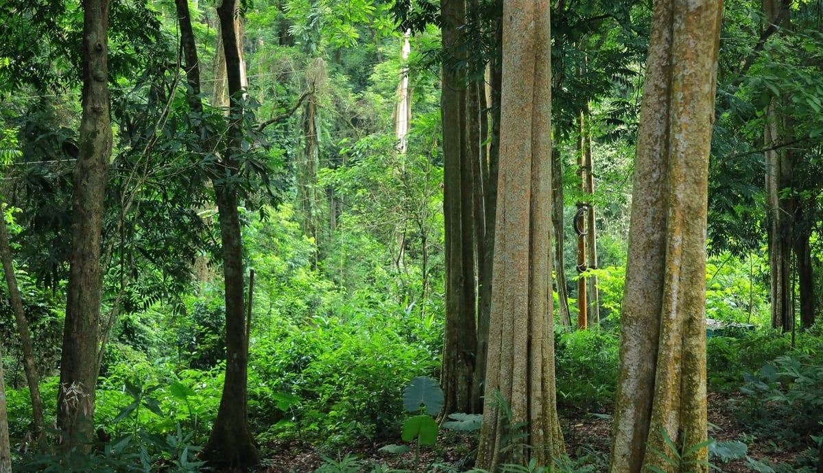 Chính sách lan tỏa rộng khắp giúp công tác bảo vệ, phát triển rừng tại Nghệ An phát huy hiệu quả cao. Ảnh: Việt Khánh.