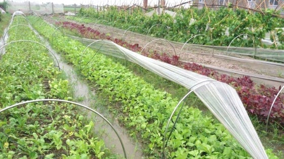 'Cánh đồng tri thức' ở Nội Bài