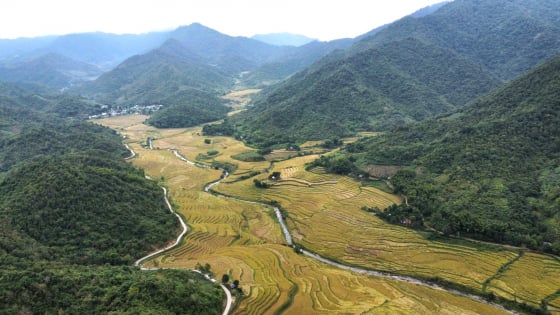 Nếp Cay Nọi - Hướng đi giảm nghèo bền vững ở Quang Chiểu