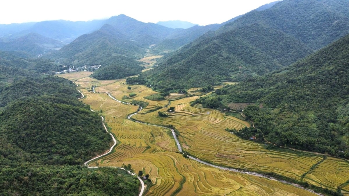 Nếp Cay Nọi trở thành sản phẩm nông nghiệp chủ lực của xã biên giới Quang Chiểu. Ảnh: Thanh Tâm.