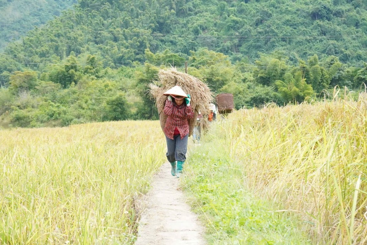 Nếp Cay Nọi đang vào vụ thu hoạch. Ảnh: Thanh Tâm.