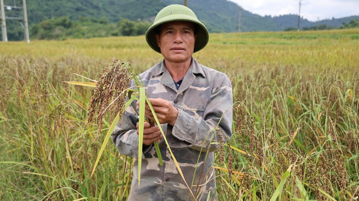 Ông Hà Văn Phanh gìn giữ và phát triển giống lúa bản địa. Ảnh: Thanh Tâm.